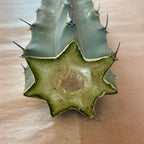Calloused cut end of blue myrtle cactus cutting, Myrtillocactus geometrizans, 10 to 12 inch