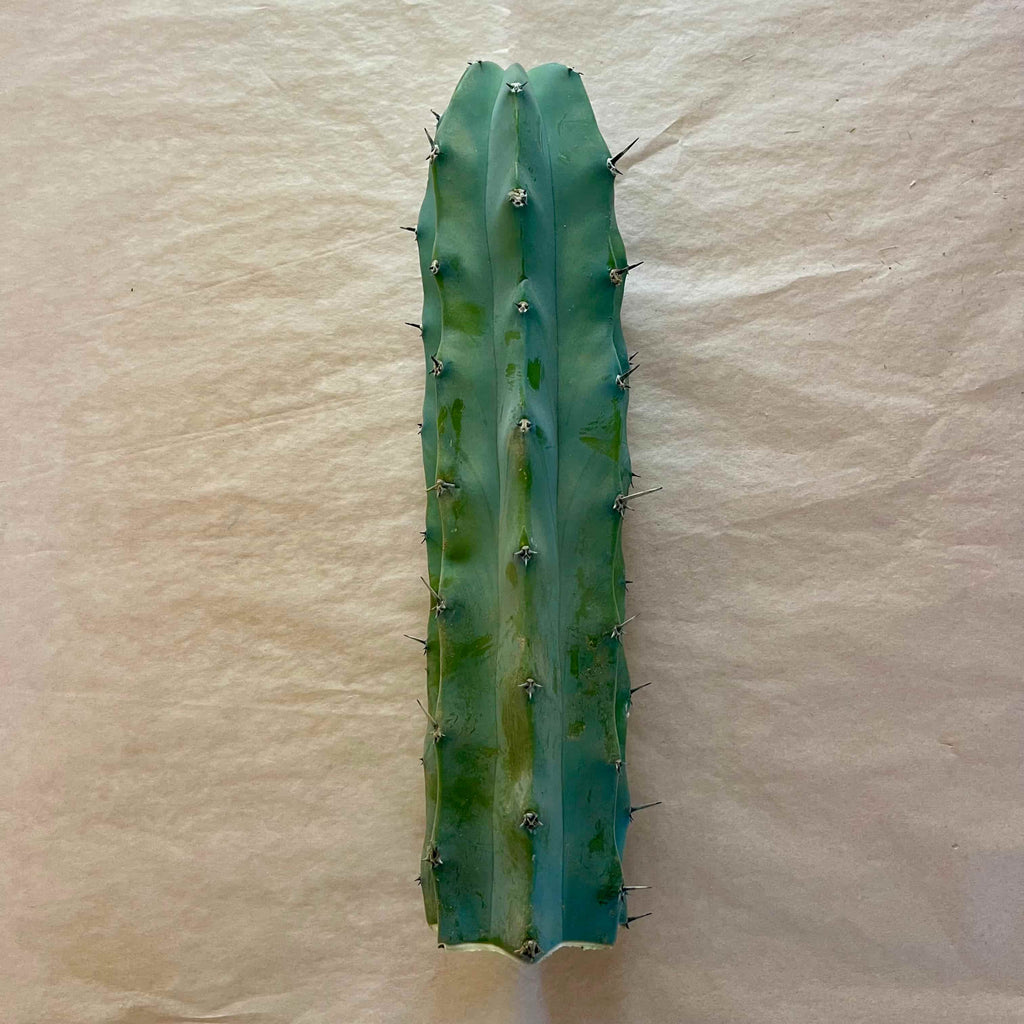 Unrooted blue myrtle cactus cutting, Myrtillocactus geometrizans, 10 to 12 inch