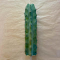 Unrooted blue myrtle cactus cutting, Myrtillocactus geometrizans, 10 to 12 inch