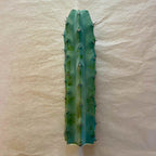 Unrooted blue myrtle cactus cutting, Myrtillocactus geometrizans, 10 to 12 inch