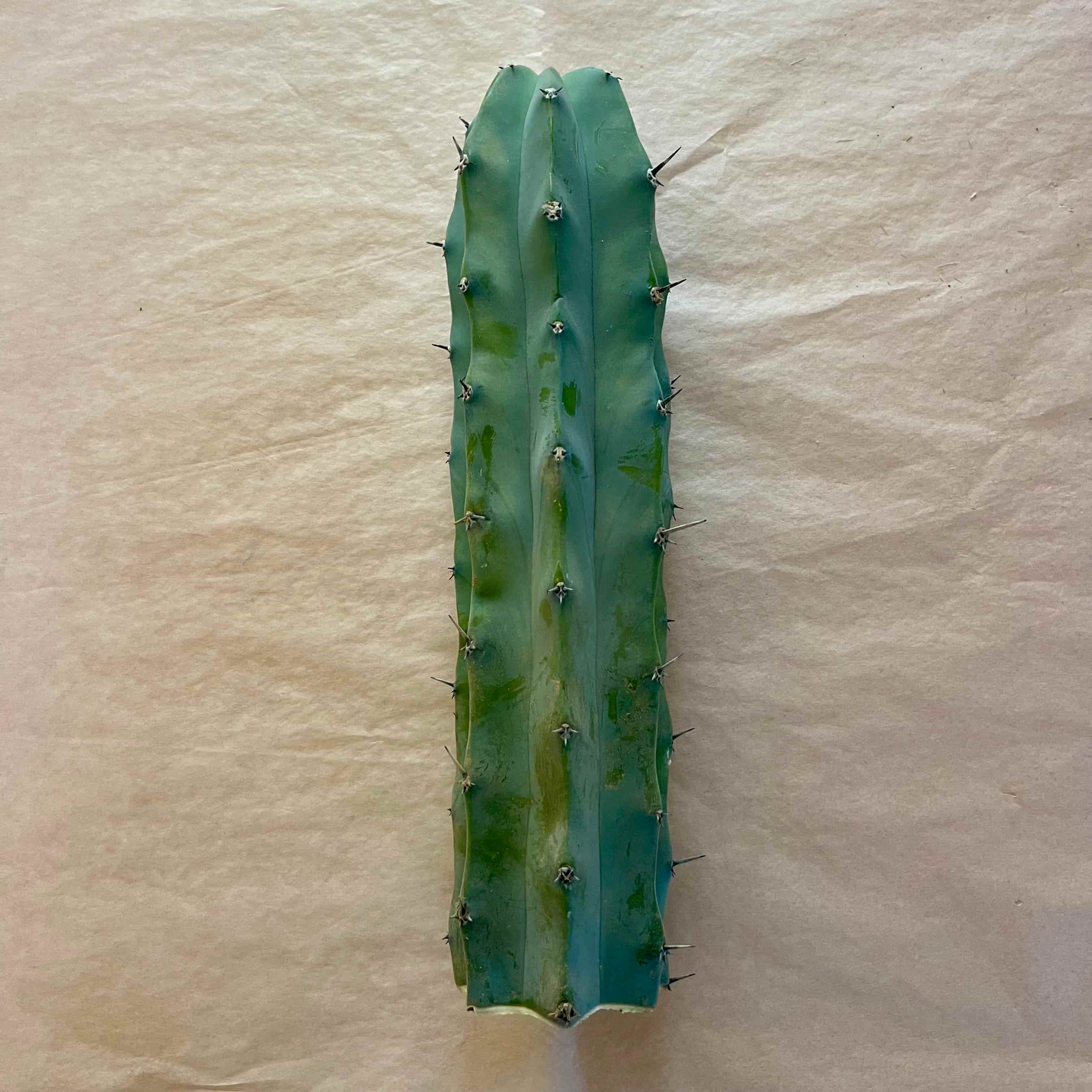 Unrooted blue myrtle cactus cutting, Myrtillocactus geometrizans, 10 to 12 inch