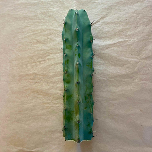 Unrooted blue myrtle cactus cutting, Myrtillocactus geometrizans, 10 to 12 inch