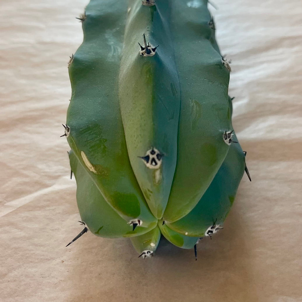 Powder-blue tip of blue myrtle cactus cutting, Myrtillocactus geometrizans, 10 to 12 inch