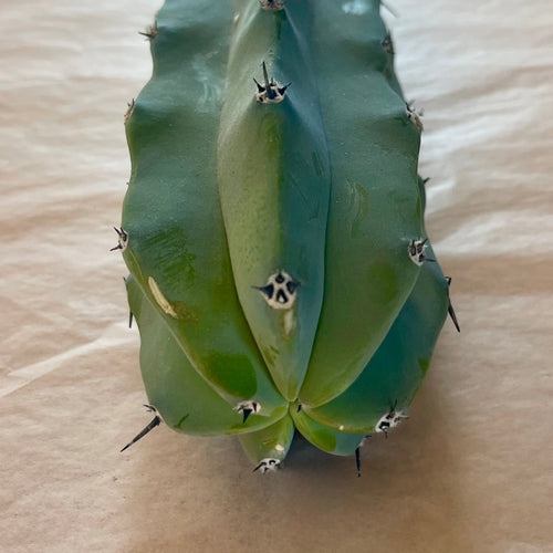 Powder-blue tip of blue myrtle cactus cutting, Myrtillocactus geometrizans, 10 to 12 inch