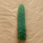 Unrooted Bolivian Torch cactus cutting, Trichocereus bridgesii, 10 to 12 inch