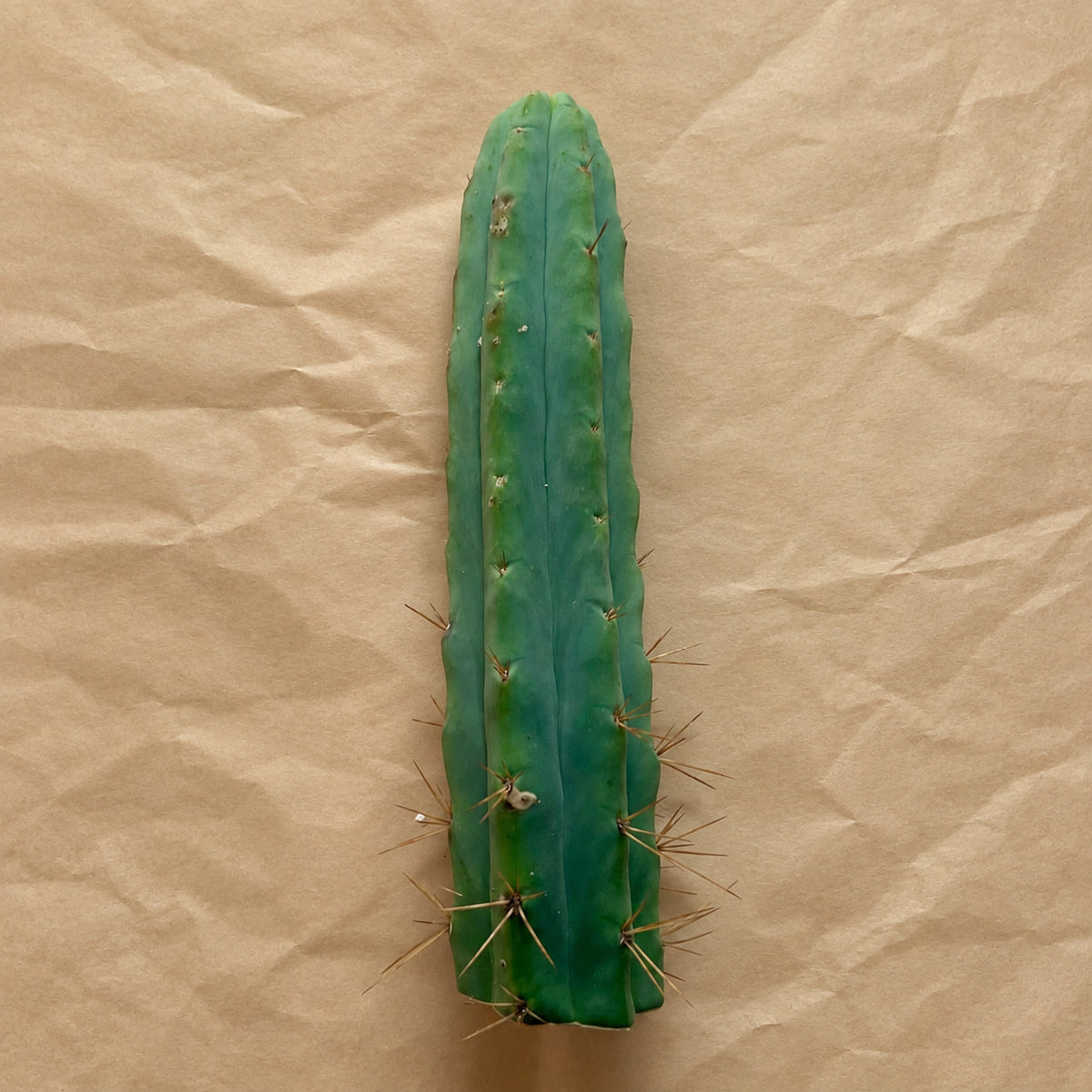 Unrooted Bolivian Torch cactus cutting, Trichocereus bridgesii, 10 to 12 inch