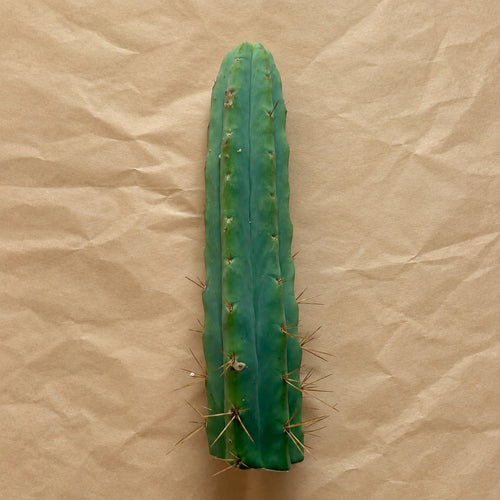 Unrooted Bolivian Torch cactus cutting, Trichocereus bridgesii, 10 to 12 inch