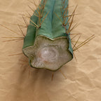 Callused cut end of Bolivian Torch cactus cutting, Trichocereus bridgesii, 10 to 12 inch