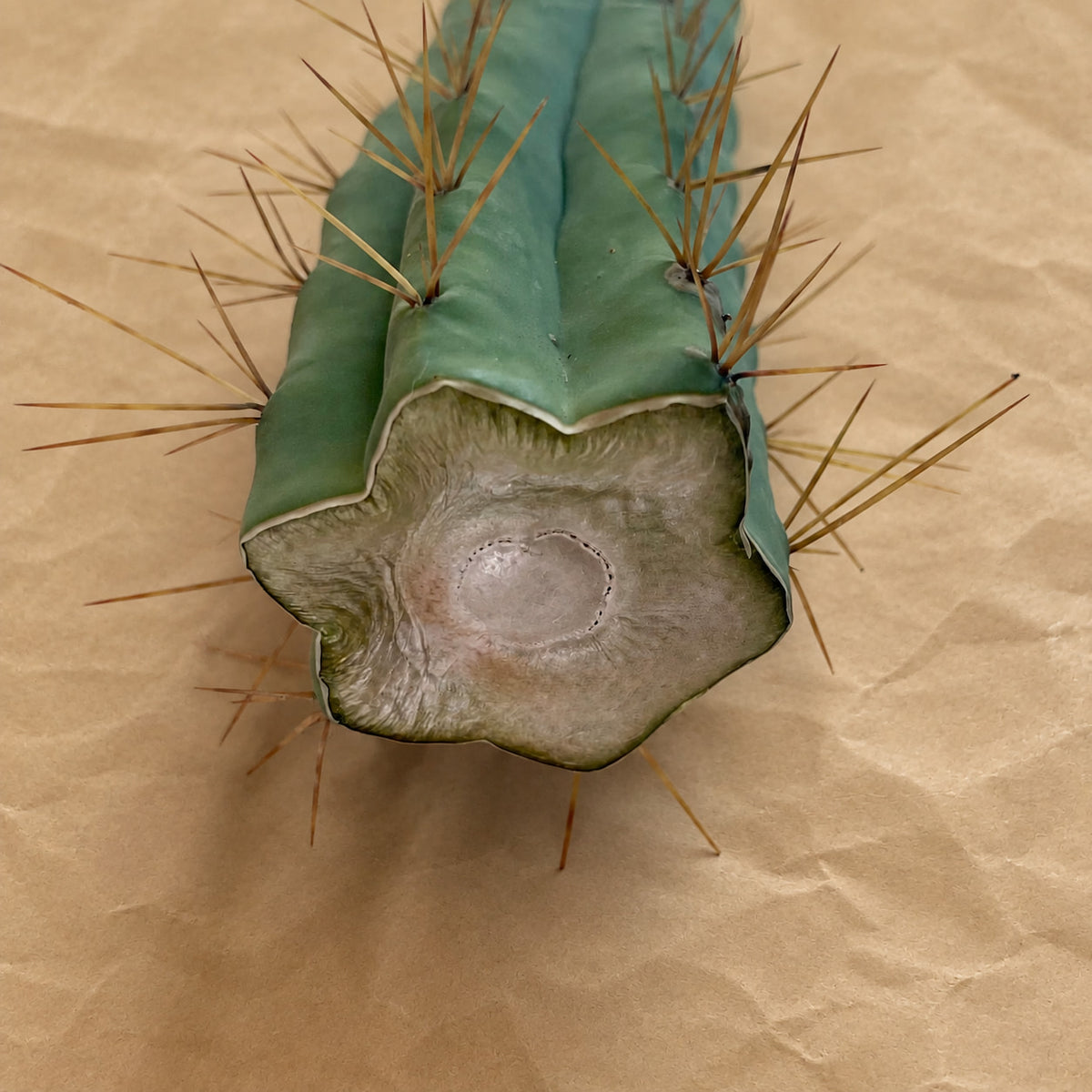 Callused cut end of Bolivian Torch cactus cutting, Trichocereus bridgesii, 10 to 12 inch