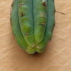 Tip of Bolivian Torch cactus cutting, Trichocereus bridgesii, showing honey-colored spines