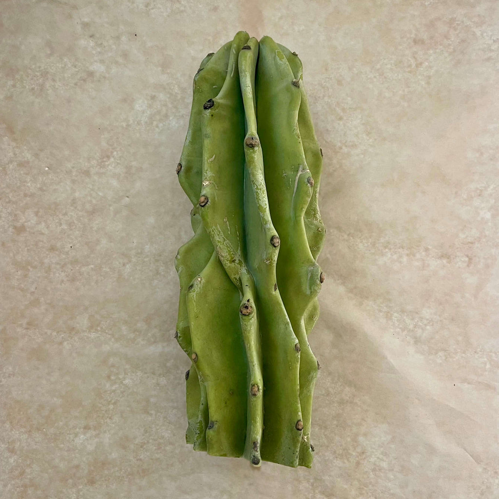 Monstrose Peruvian Apple Cactus Cutting