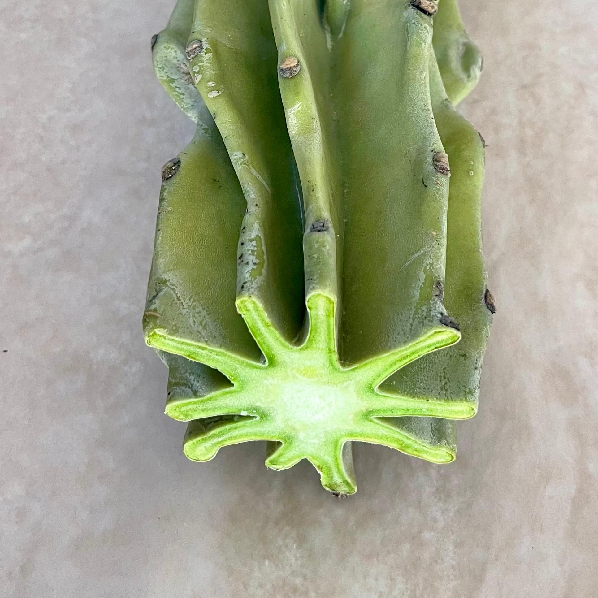 Monstrose Peruvian Apple Cactus Cutting
