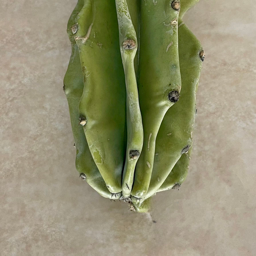 Monstrose Peruvian Apple Cactus Cutting