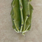 Monstrose Peruvian Apple Cactus Cutting