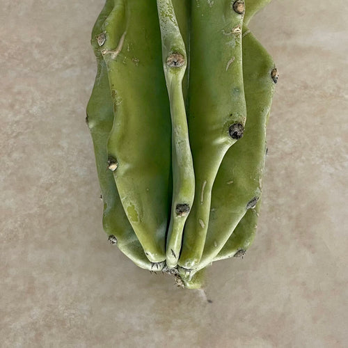 Monstrose Peruvian Apple Cactus Cutting