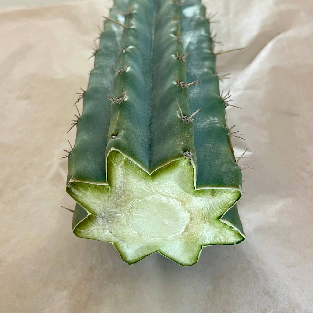 Callused cut end of Peruvian Torch cactus cutting, Trichocereus peruvianus, 10 to 12 inch