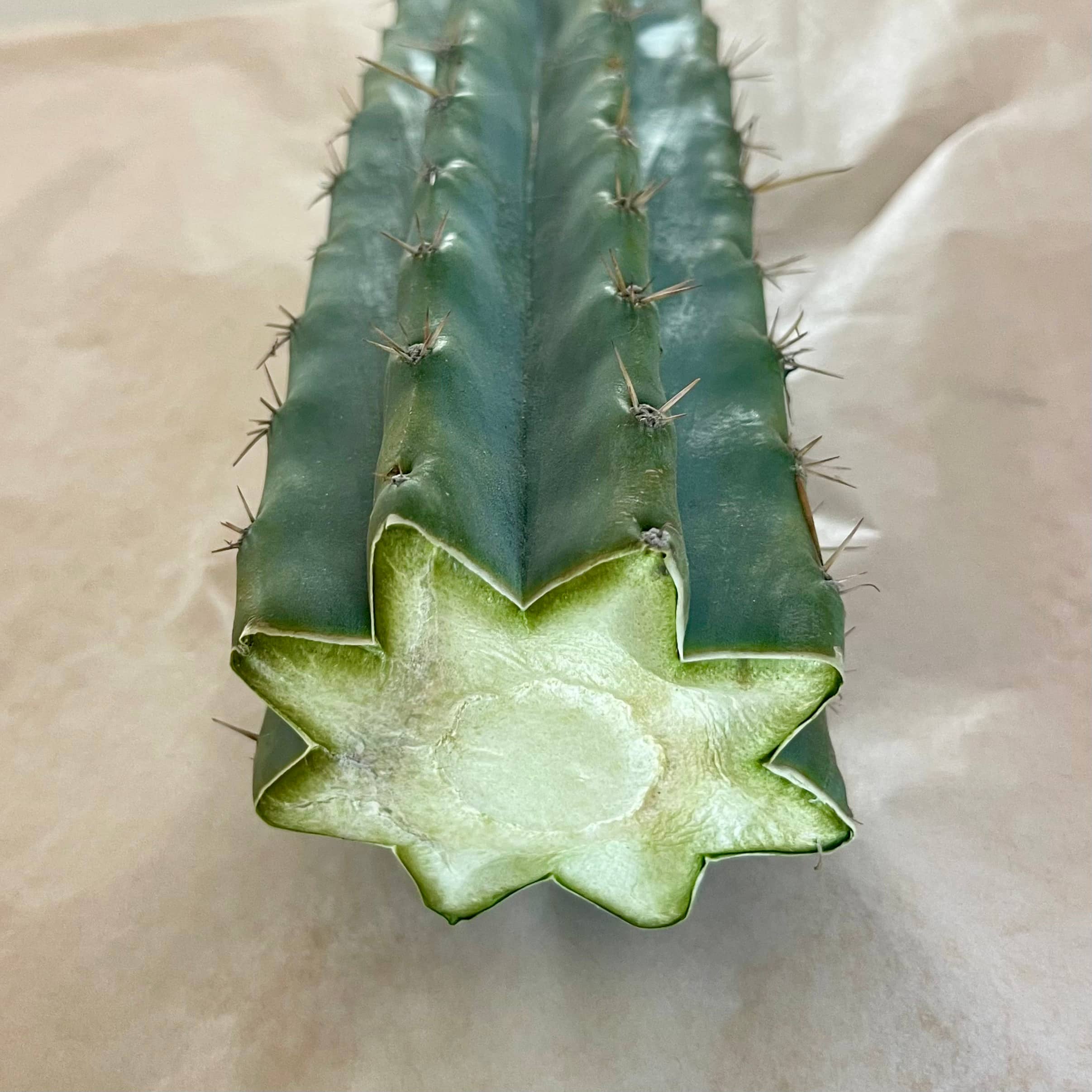 Callused cut end of Peruvian Torch cactus cutting, Trichocereus peruvianus, 10 to 12 inch