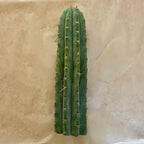 Unrooted Peruvian Torch cactus cutting, Trichocereus peruvianus, 10 to 12 inch