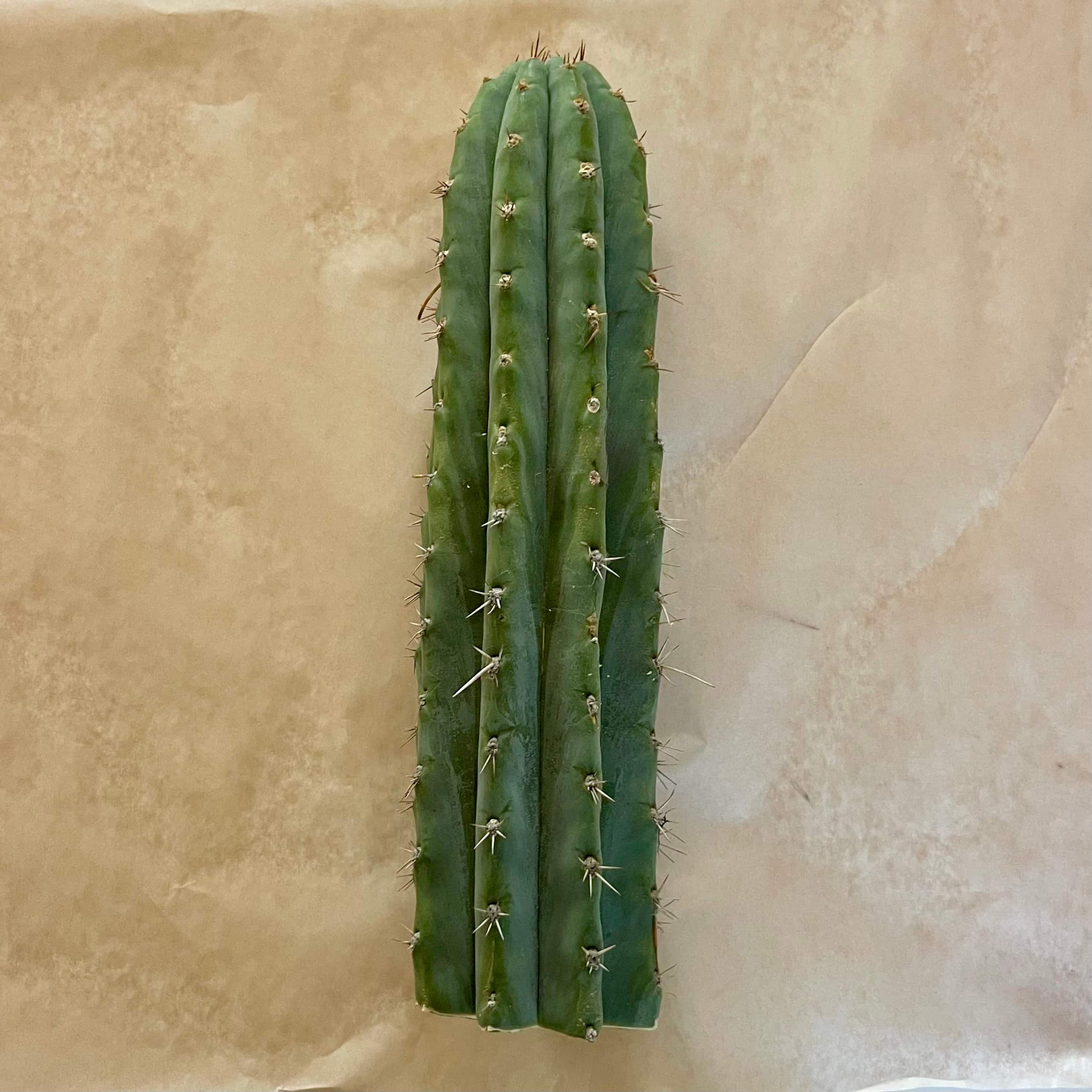 Unrooted Peruvian Torch cactus cutting, Trichocereus peruvianus, 10 to 12 inch