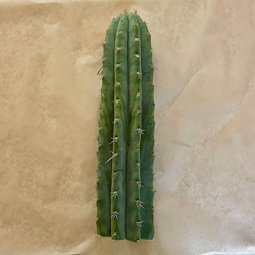 Unrooted Peruvian Torch cactus cutting, Trichocereus peruvianus, 10 to 12 inch