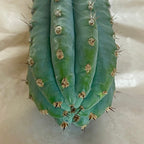 Tip of Peruvian Torch cactus cutting, Trichocereus peruvianus, showing amber spines