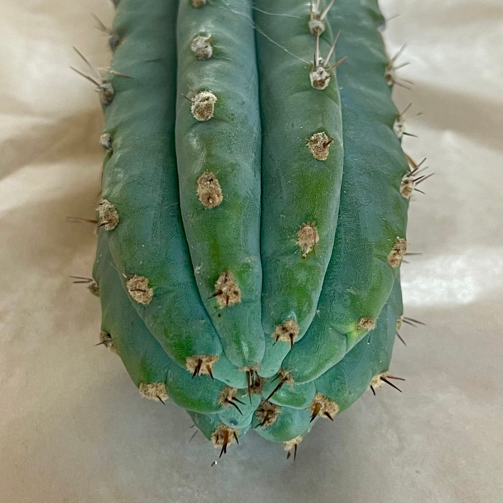 Tip of Peruvian Torch cactus cutting, Trichocereus peruvianus, showing amber spines