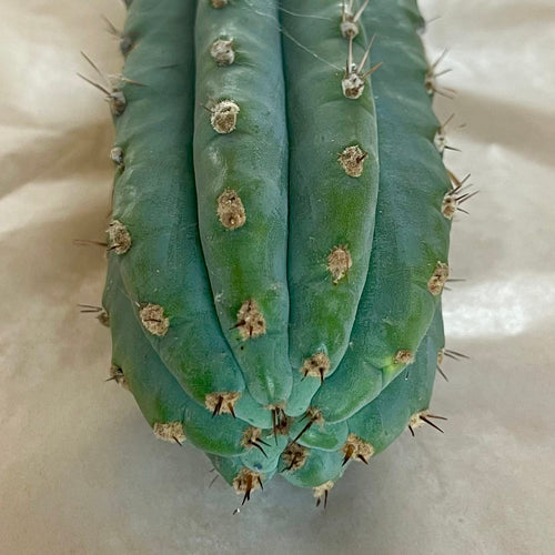 Tip of Peruvian Torch cactus cutting, Trichocereus peruvianus, showing amber spines