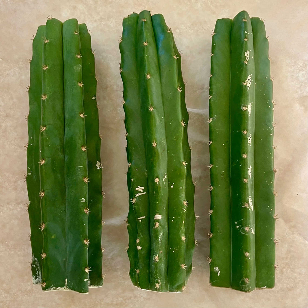 San Pedro 'PC' Cactus Mid Cutting, Grafting Stock