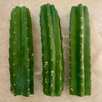 San Pedro 'PC' Cactus Mid Cutting, Grafting Stock