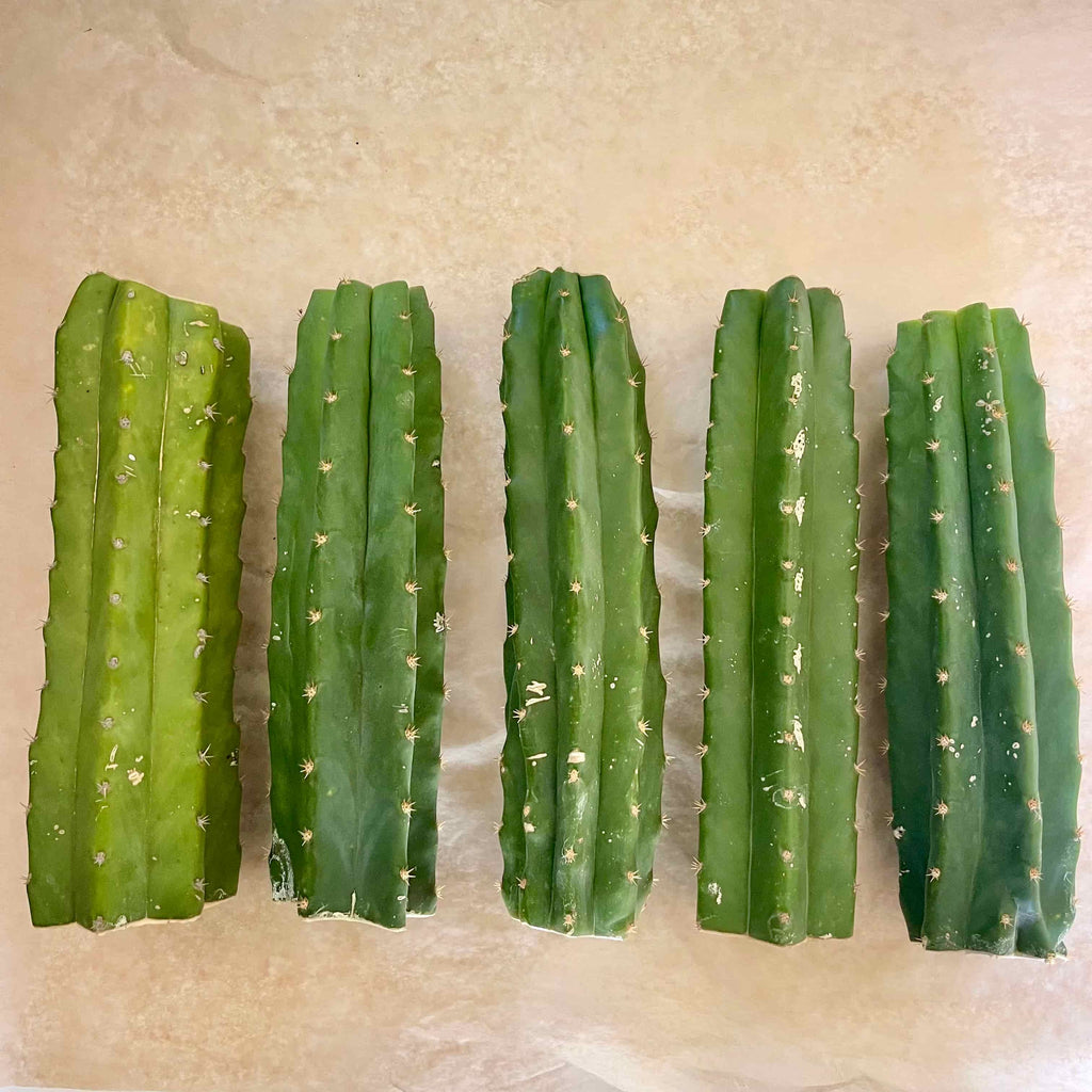San Pedro 'PC' Cactus Mid Cutting, Grafting Stock