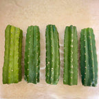 San Pedro 'PC' Cactus Mid Cutting, Grafting Stock