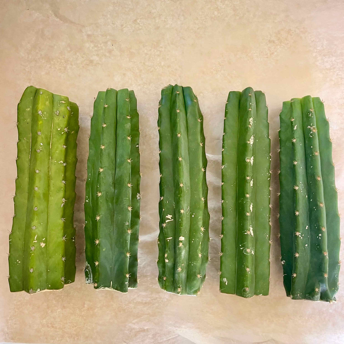 San Pedro 'PC' Cactus Mid Cutting, Grafting Stock