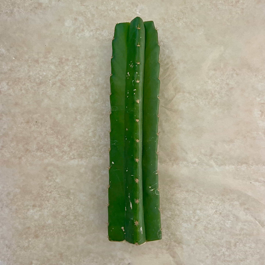 San Pedro 'PC' Cactus Mid Cutting, Grafting Stock