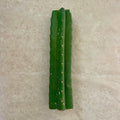 San Pedro 'PC' Cactus Mid Cutting, Grafting Stock