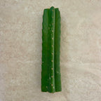 San Pedro 'PC' Cactus Mid Cutting, Grafting Stock