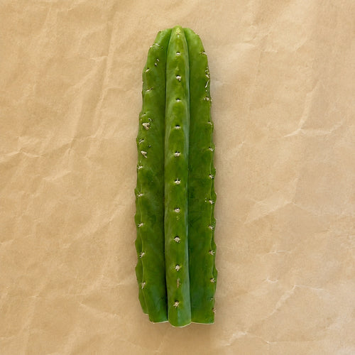 Unrooted San Pedro cactus cutting, Trichocereus pachanoi 'PC', 10 to 12 inch