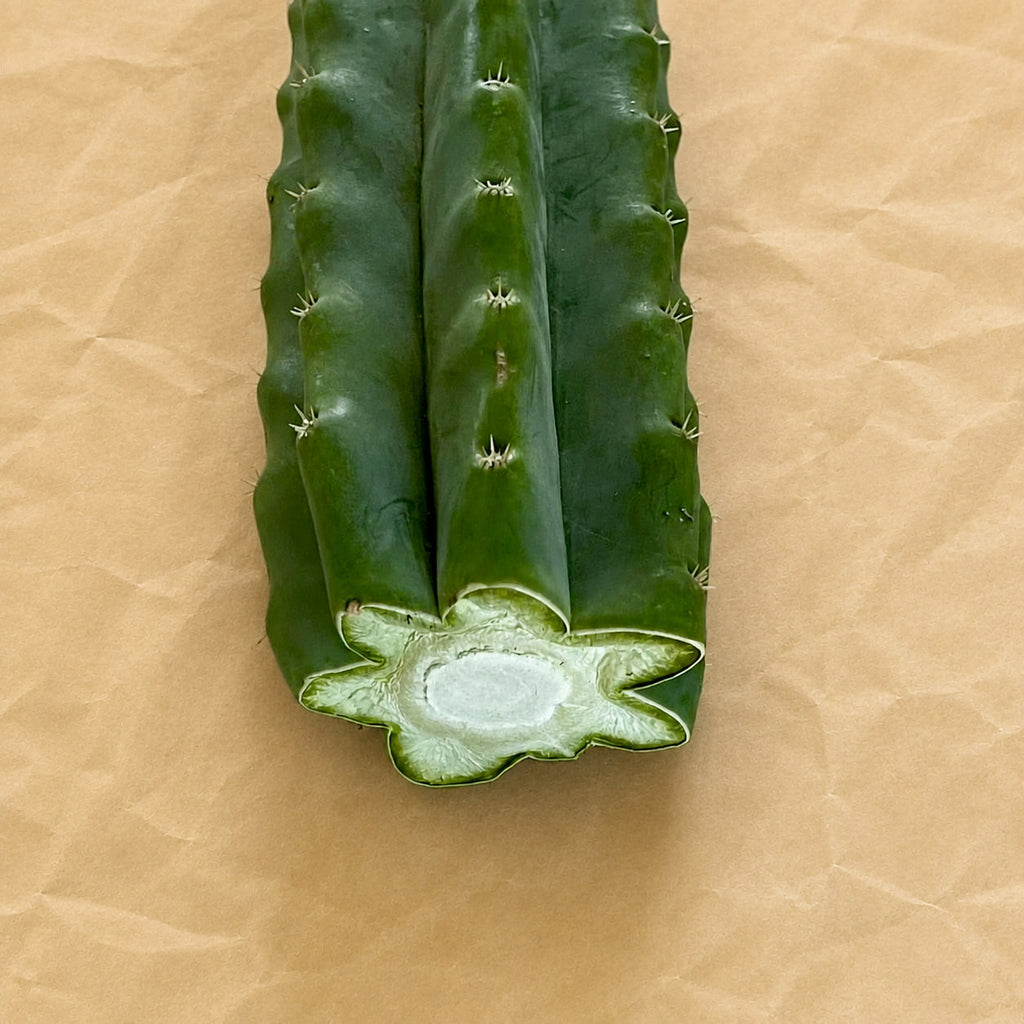 Callused cut end of San Pedro cactus cutting, Trichocereus pachanoi 'PC', 10 to 12 inch
