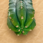 Tip of San Pedro cactus cutting, Trichocereus pachanoi 'PC', showing blue-green ribs