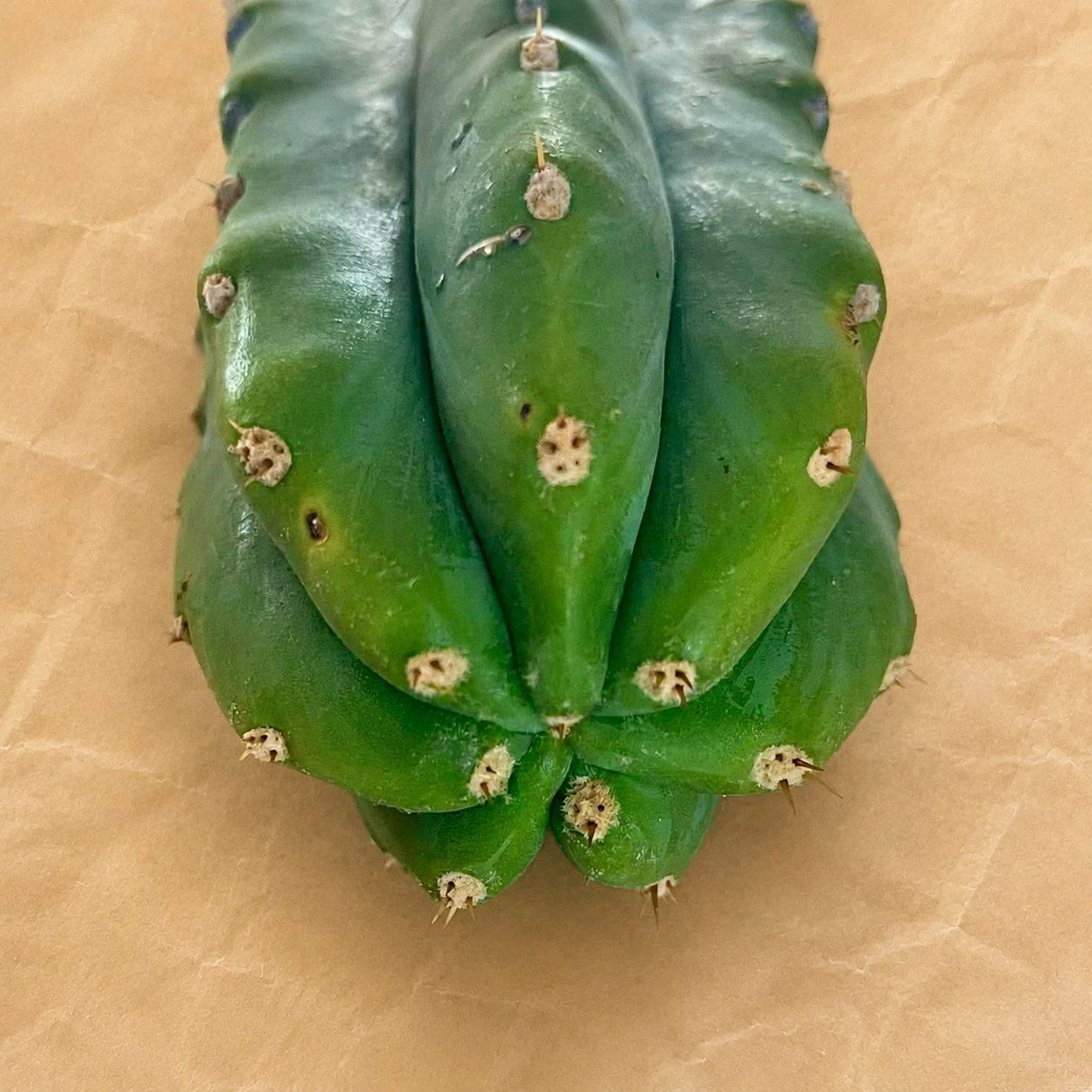 Tip of San Pedro cactus cutting, Trichocereus pachanoi 'PC', showing blue-green ribs