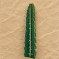 San Pedro x Peruvian Torch Hybrid Cactus Cutting