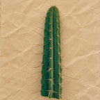 San Pedro x Peruvian Torch Hybrid Cactus Cutting