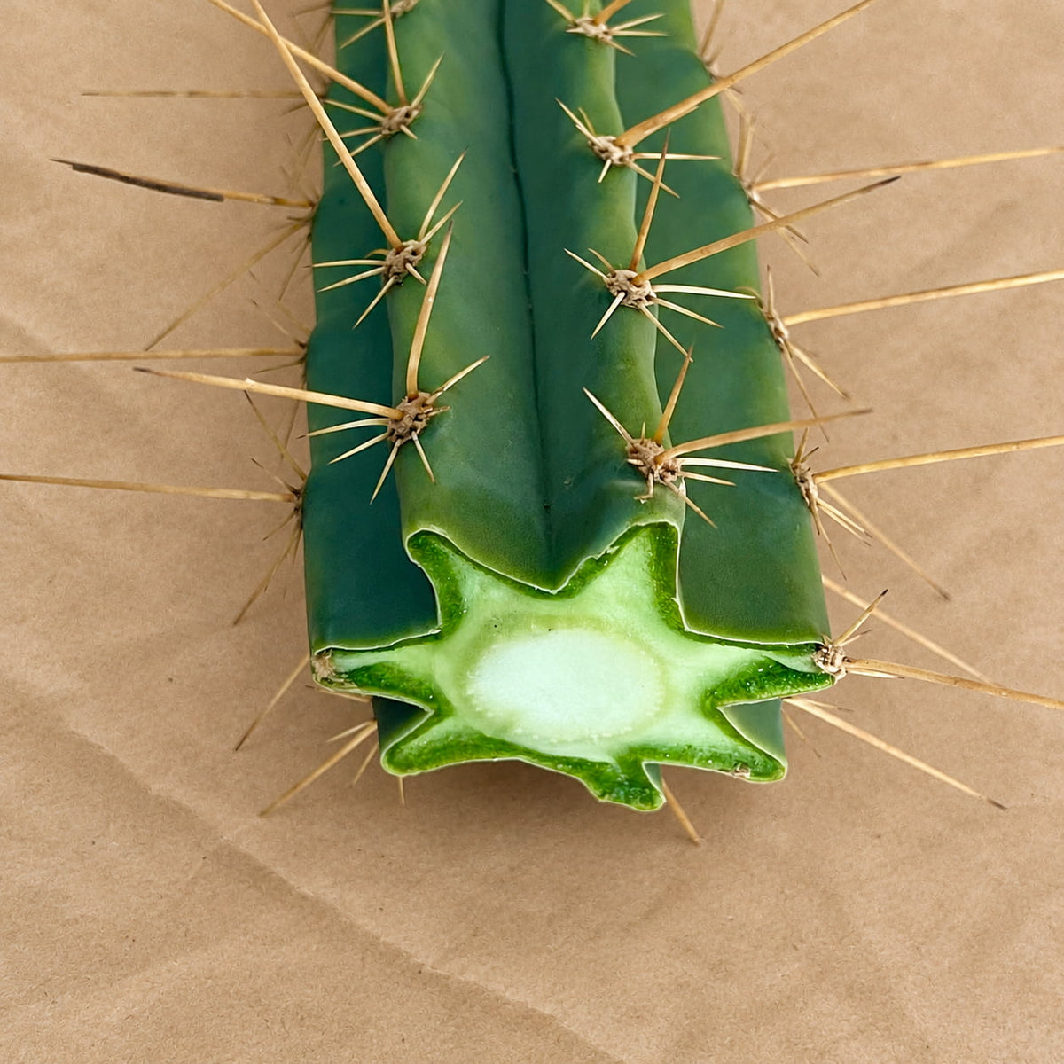 San Pedro x Peruvian Torch Hybrid Cactus Cutting
