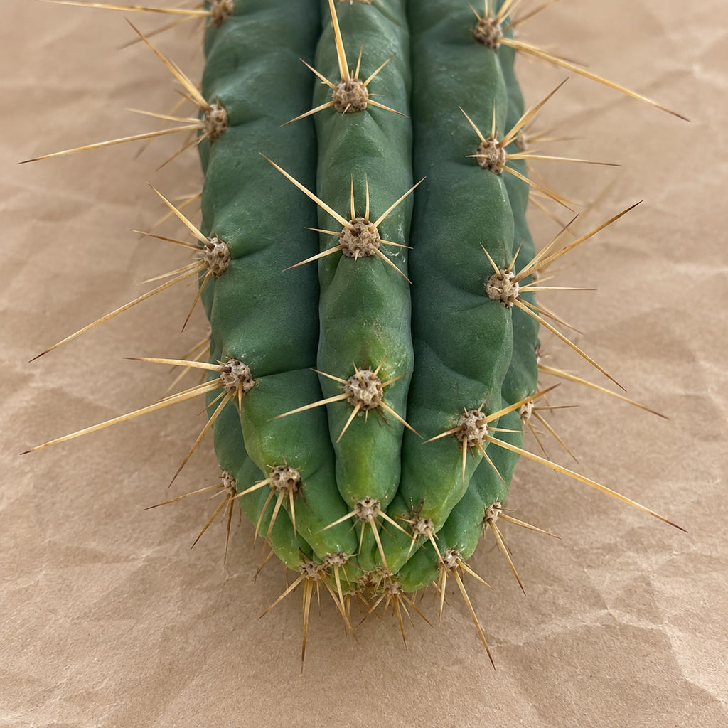 San Pedro x Peruvian Torch Hybrid Cactus Cutting