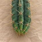 San Pedro x Peruvian Torch Hybrid Cactus Cutting