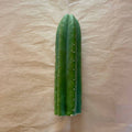 Unrooted Scopulicola cactus cutting, Trichocereus scopulicola, 10 to 12 inch