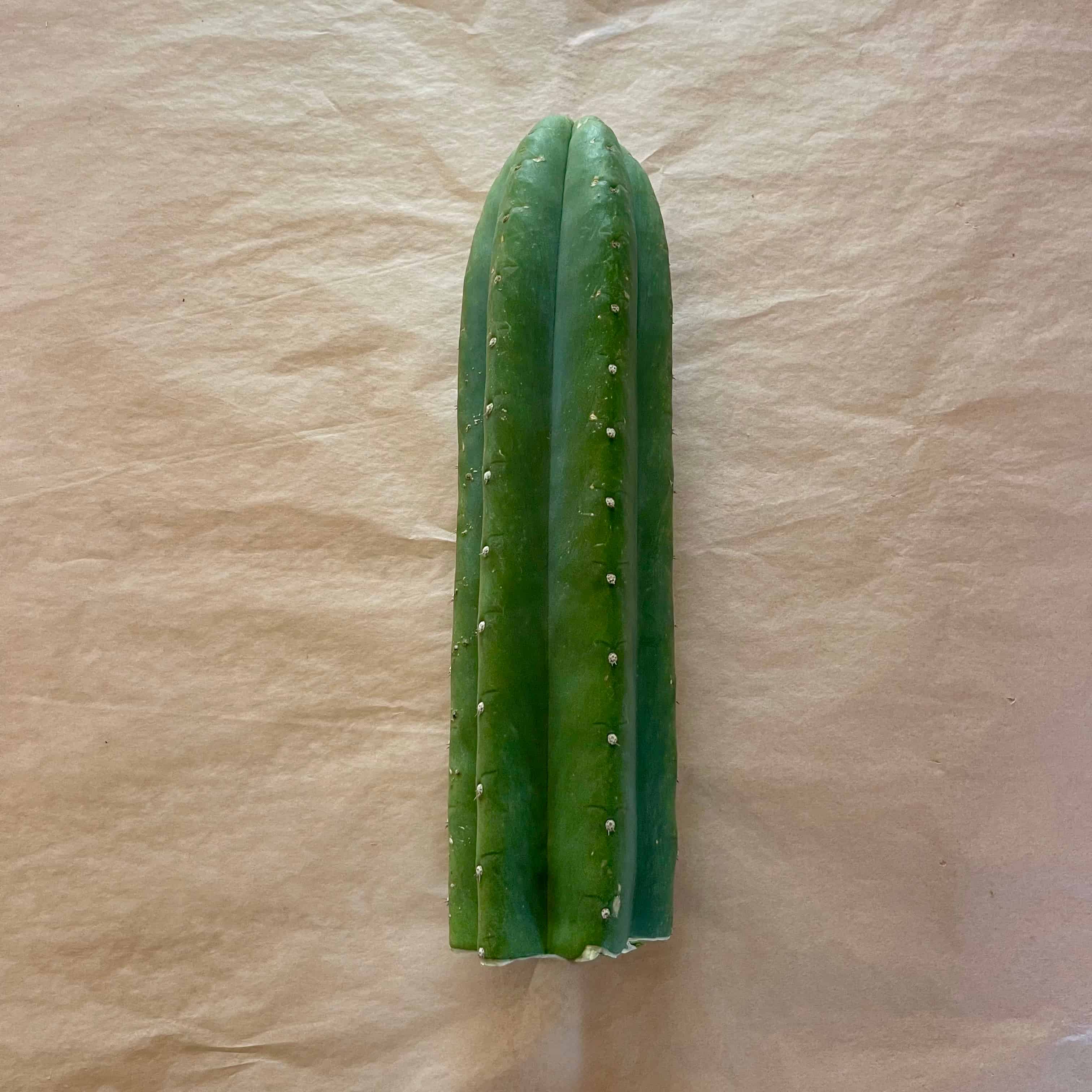 Unrooted Scopulicola cactus cutting, Trichocereus scopulicola, 10 to 12 inch