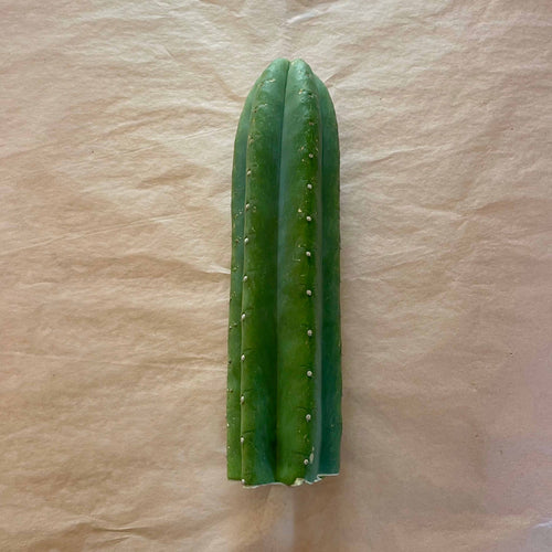 Unrooted Scopulicola cactus cutting, Trichocereus scopulicola, 10 to 12 inch