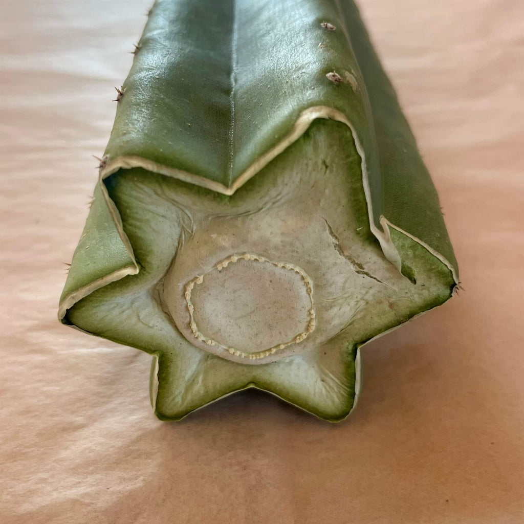 Callused cut end of Scopulicola cactus cutting, Trichocereus scopulicola, 10 to 12 inch