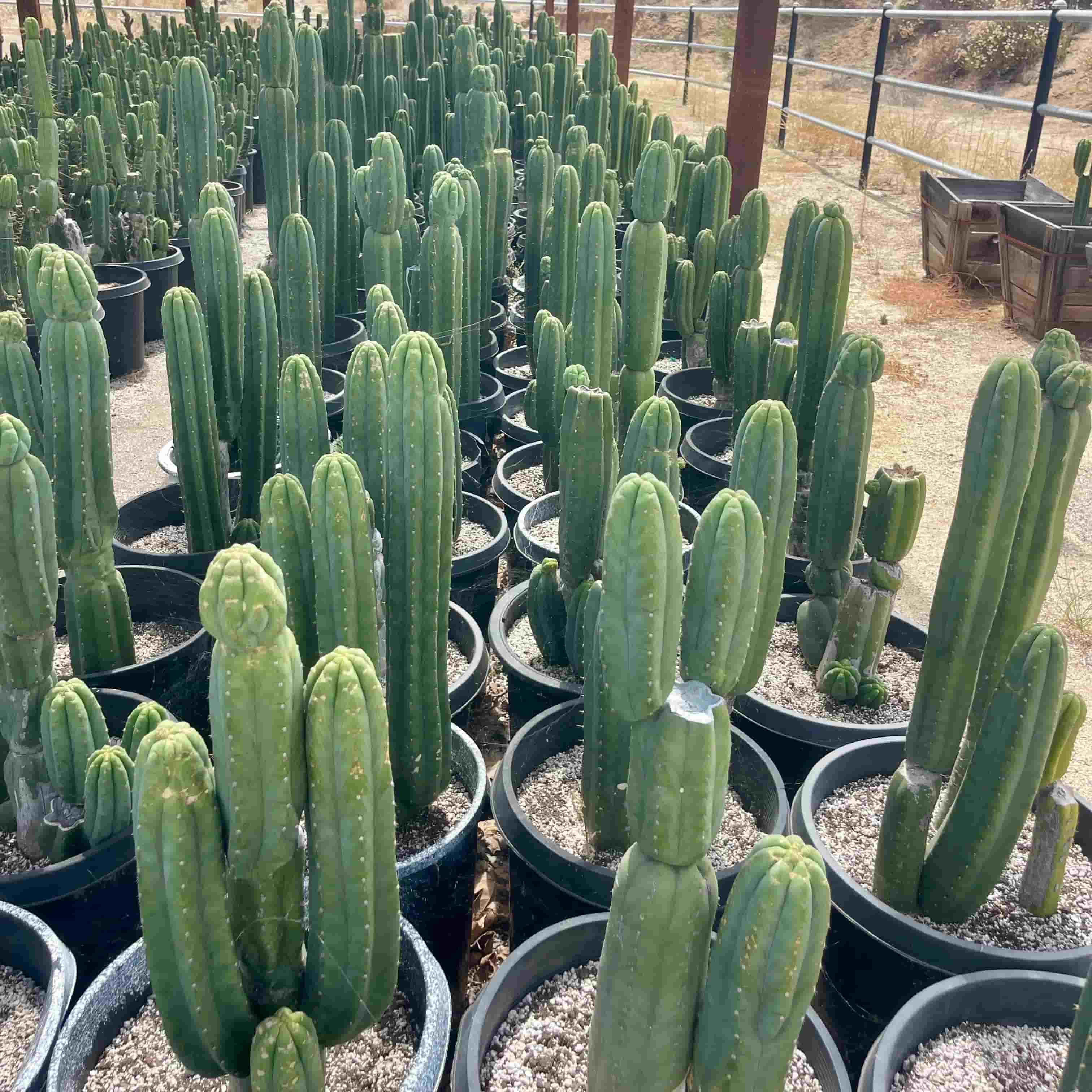 Scopulicola cactus, Trichocereus scopulicola, upright columns growing at the nursery