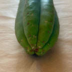 Tip of Scopulicola cactus cutting, Trichocereus scopulicola, showing its nearly spineless ribs